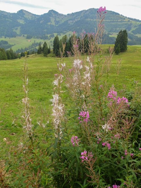 Schmalblaettriges_Weidenroeschen