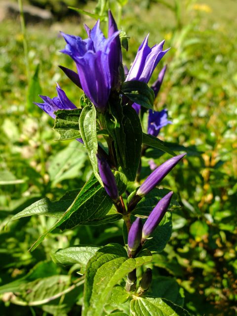 Schwalbenwurz_Enzian