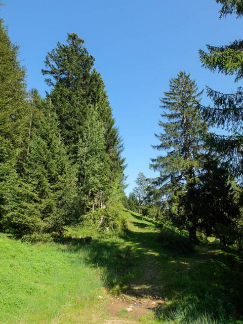 weg_untere_schwarzenberg_alpe