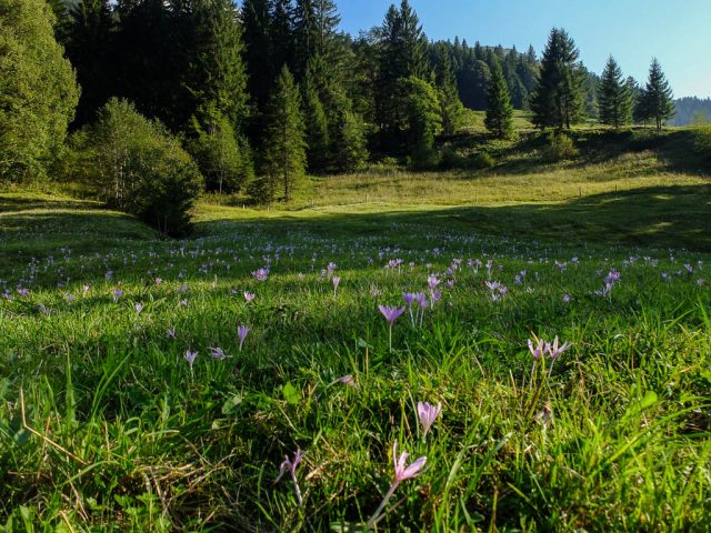 wiese_mit_herbstzeitlosen