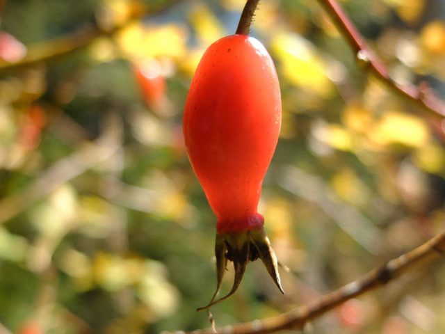 gebirgsrose_hagebutte