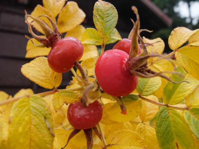 hagebutten_apfelrose