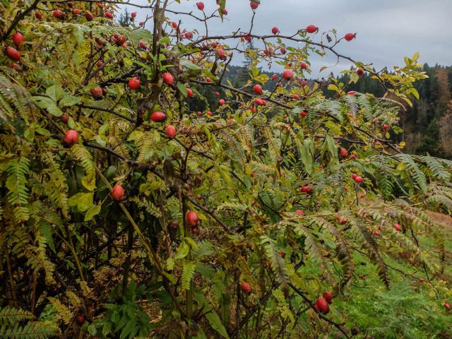 hagebutten_heckenrose
