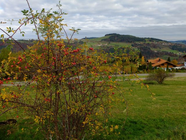 heckenrose_mit_hagebutten