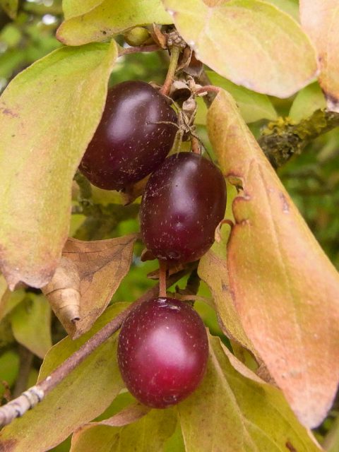 kornelkirschen_am_baum