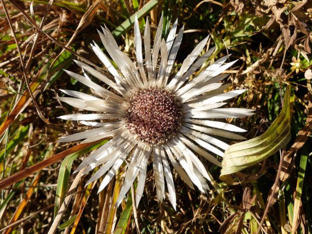 silberdistel
