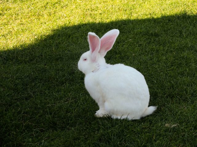weisses_kaninchen