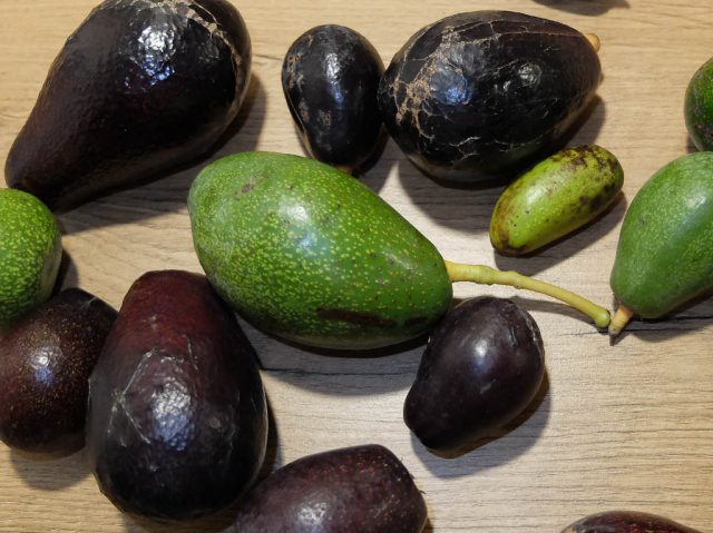 wilde_avocados