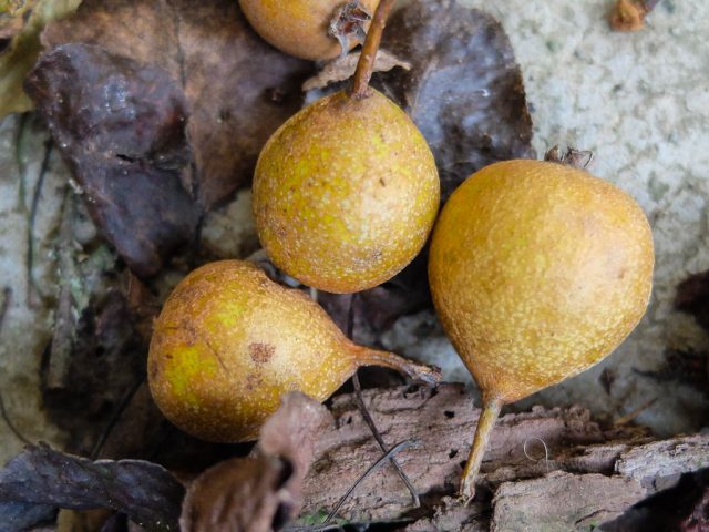 wilde_birnen