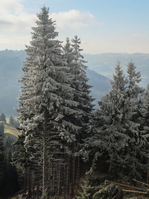 fichten_mit_raureif