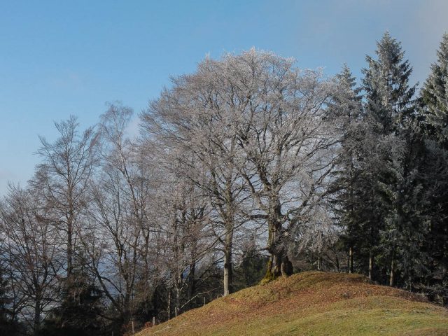 laubbaum_mit_raureif