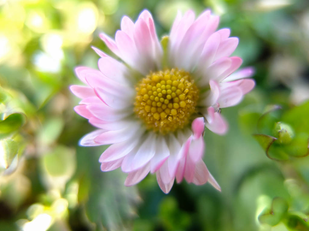 Gänseblümchen, Vogelmiere und Löwenzahn