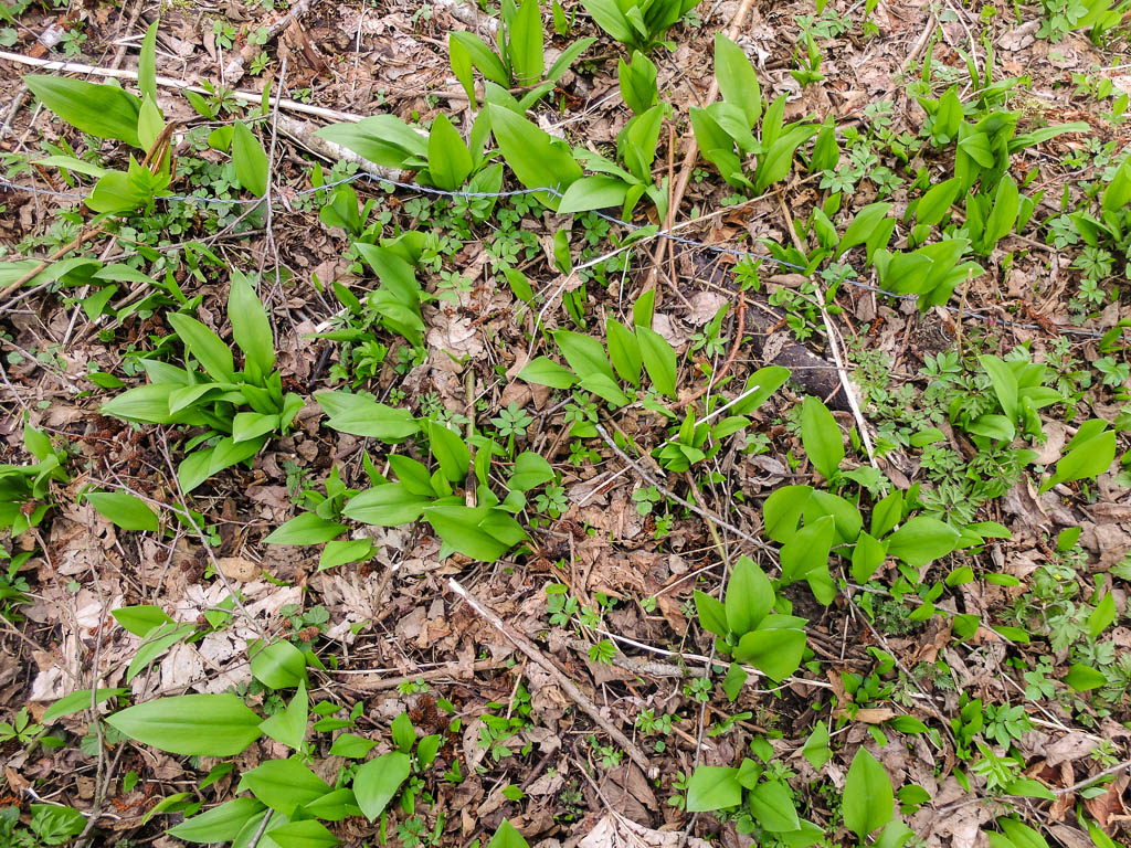 Wildkräutermahlzeit mit Bärlauch