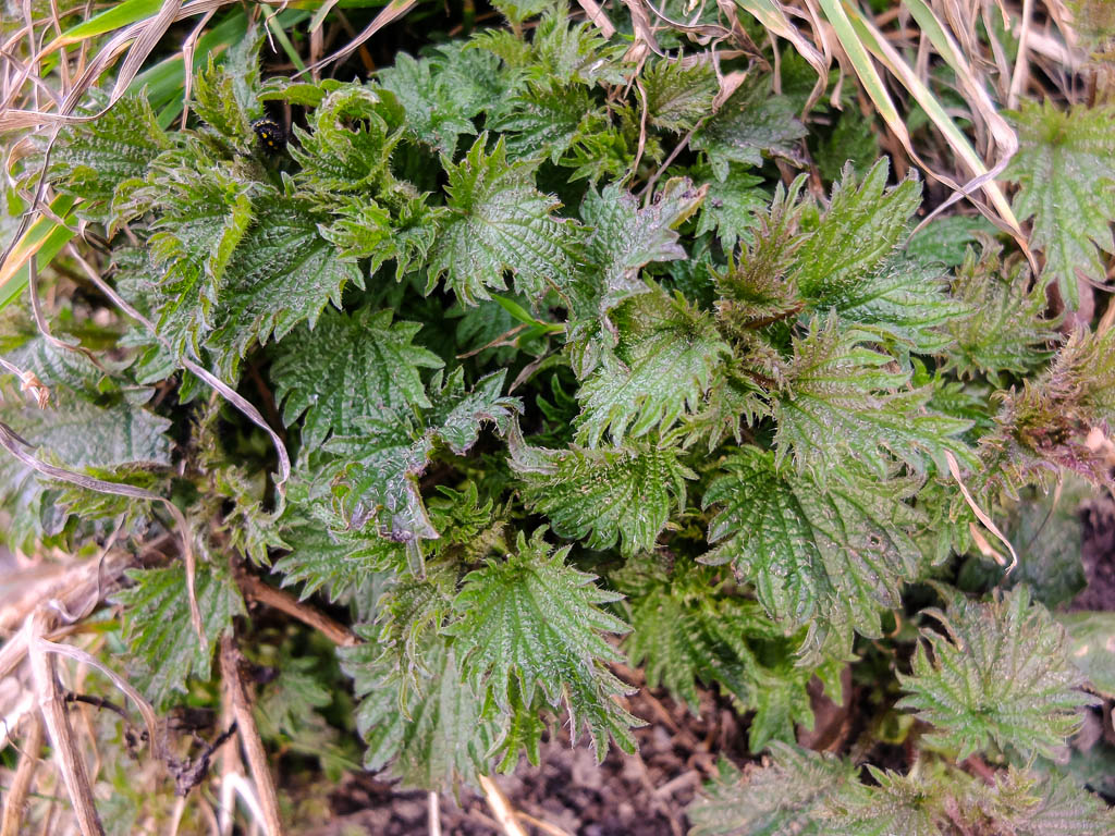 Mal dies, mal das, von jedem was