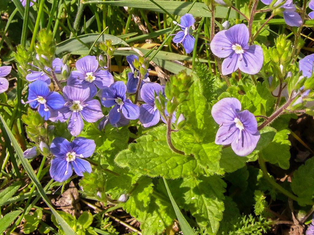 Genießbare und ungenießbare Kräuter