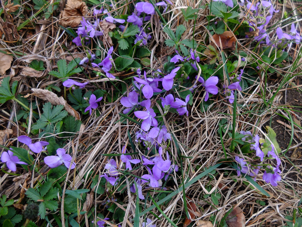 Kräuterwanderung rund um den Kapf