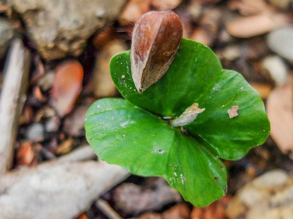 Keimlinge von Mutter Natur