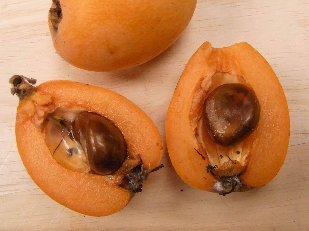 Die erste Japanische Mispel der Saison