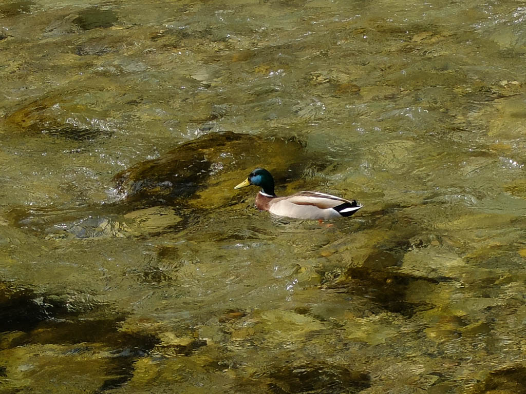 Die Botschaft der Ente