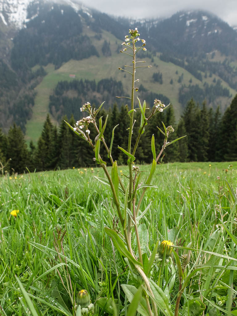 Wildkräuter Allerlei