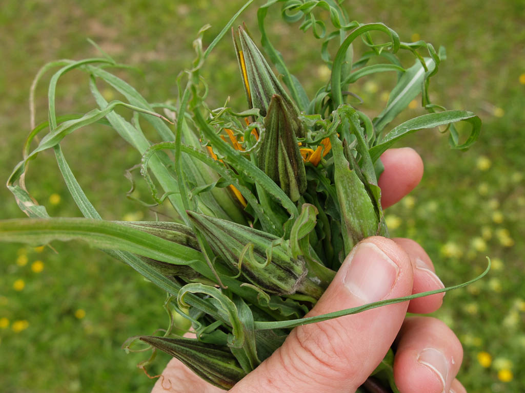 Wiesenbocksbart und Hirtentäschel