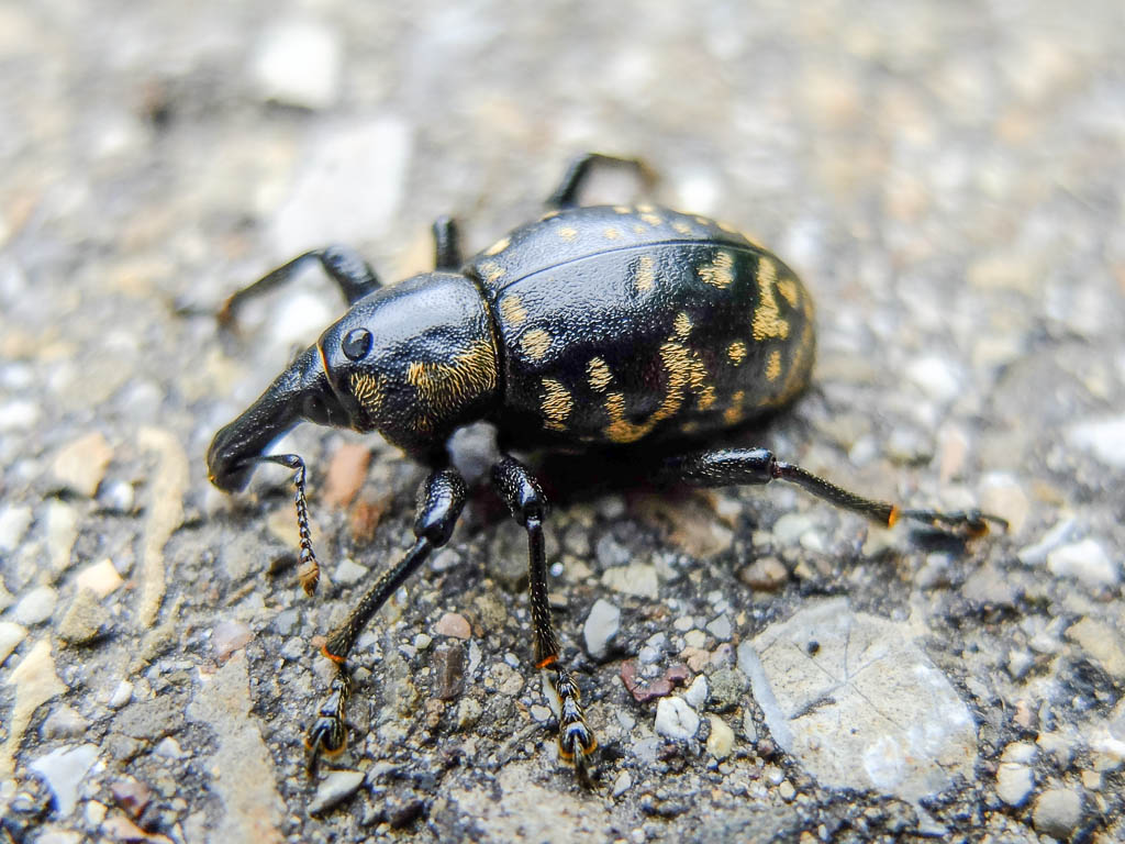 Begegnung mit einem Großen Rüsselkäfer