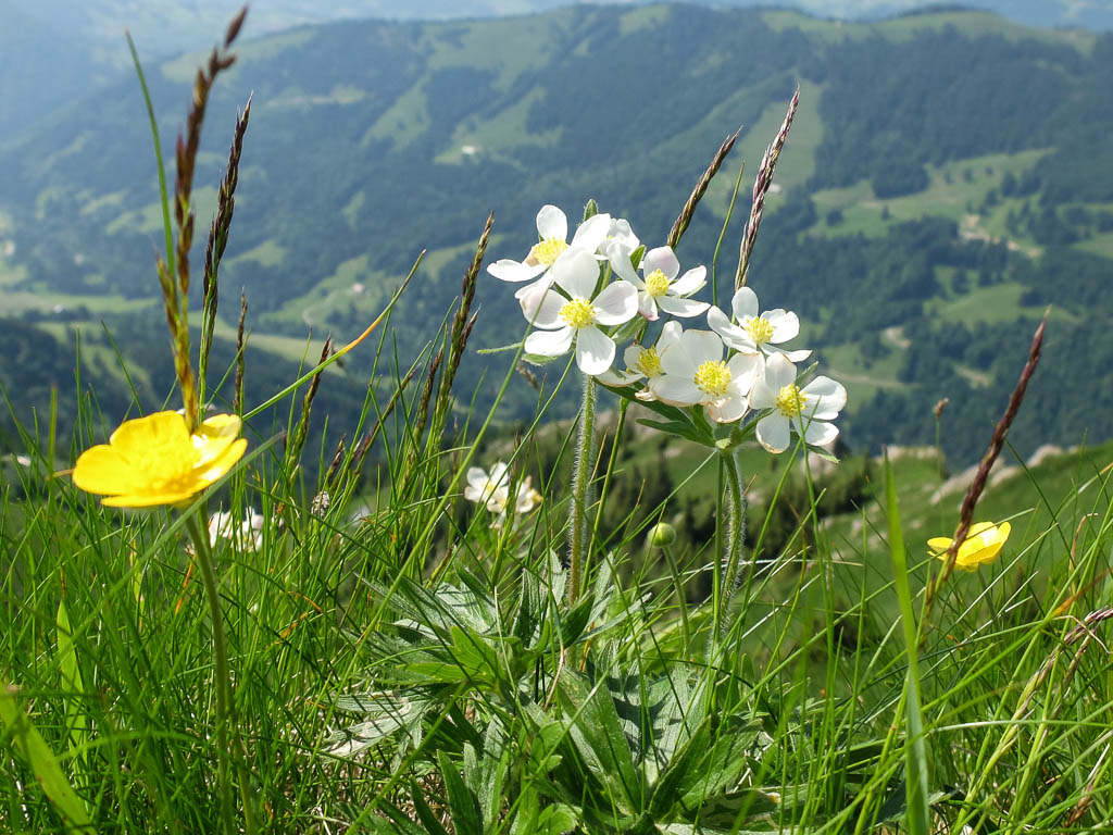 Alpine Blumenpracht