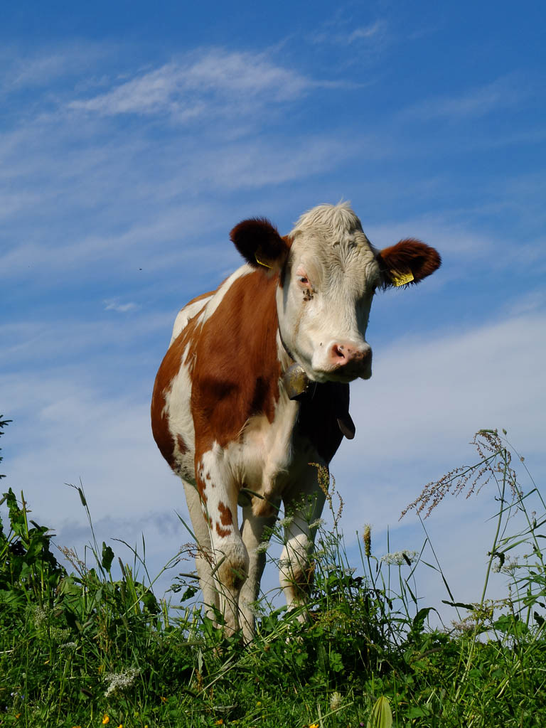 Genusstour über Seele- und Hohenfluhalpkopf