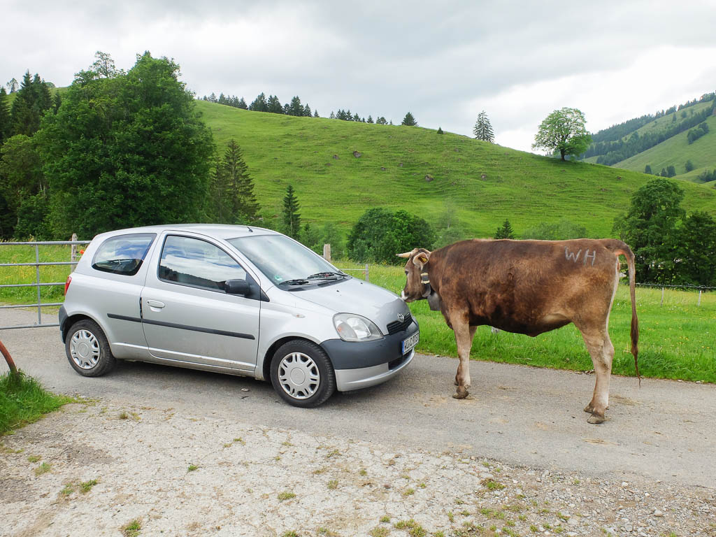 Kräftemessen an der Unteren Lauch-Alpe