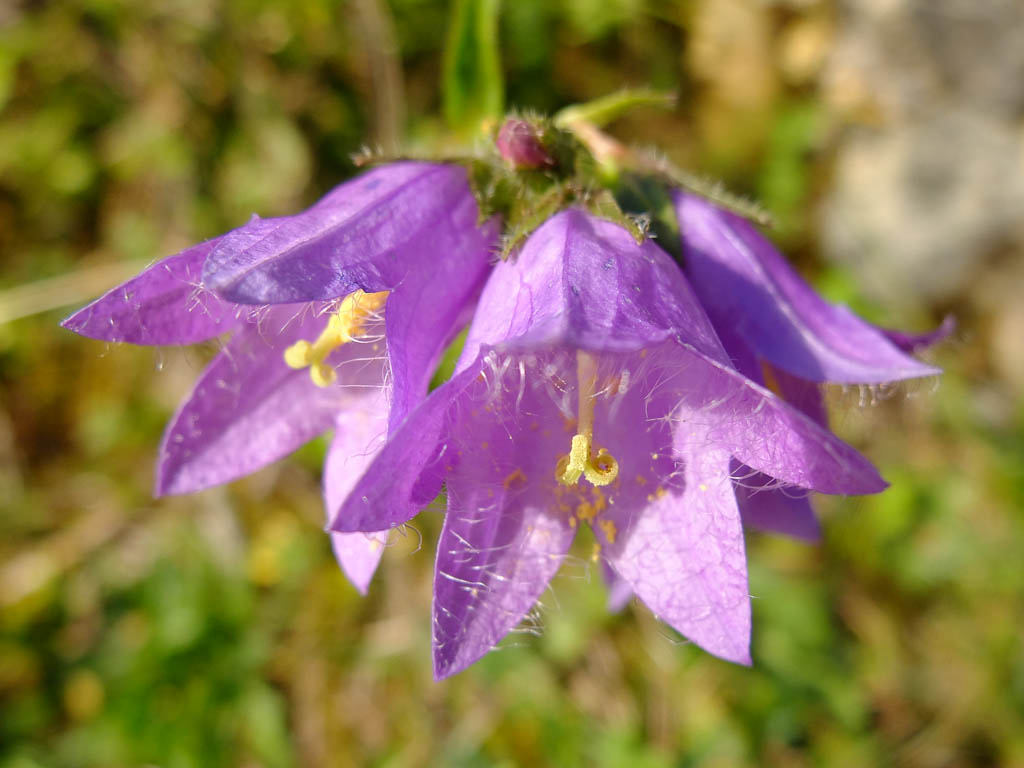 Wanderung durchs herbstliche Ehrenschwangertal