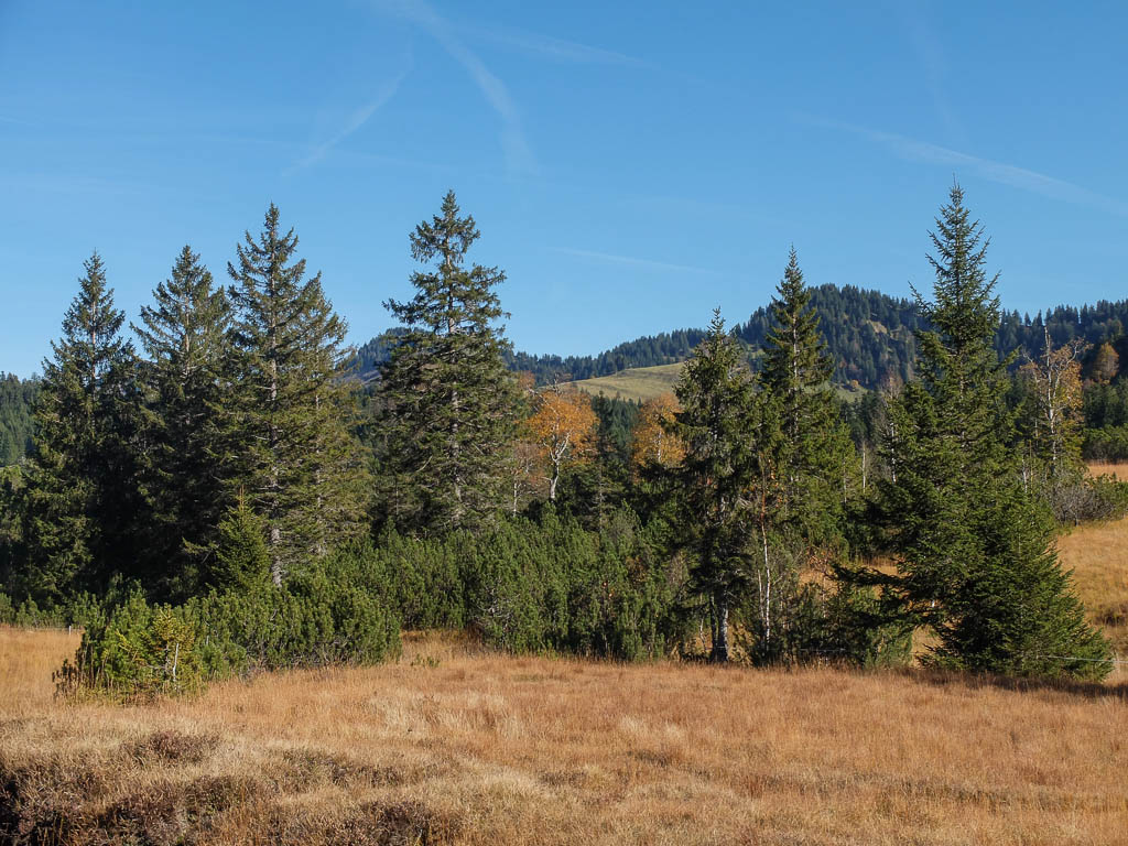 Wanderung durchs Kojenmoos