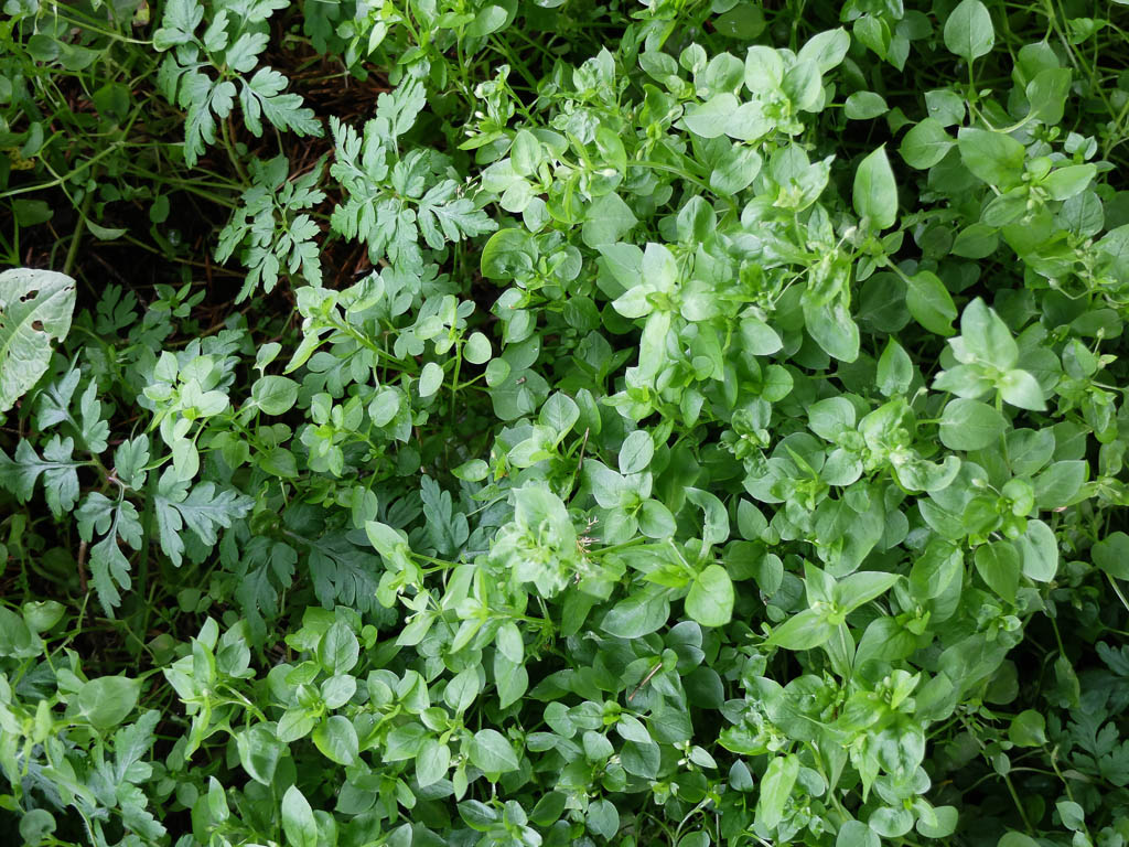 Wilde Mahlzeit mit Hagebutten und Vogelmiere