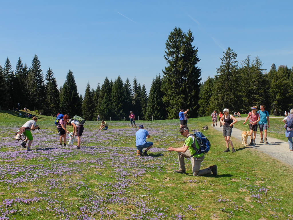 Trubel am Hündle, Ruhe an der Spitzler-Alpe