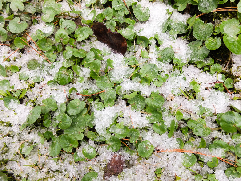 Eisgekühlte Wildkräuter