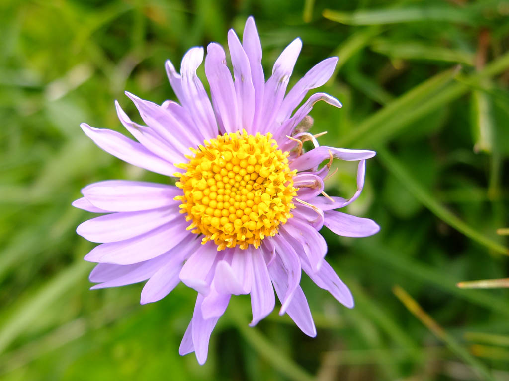 Blumenwanderung auf die Sünser Spitze