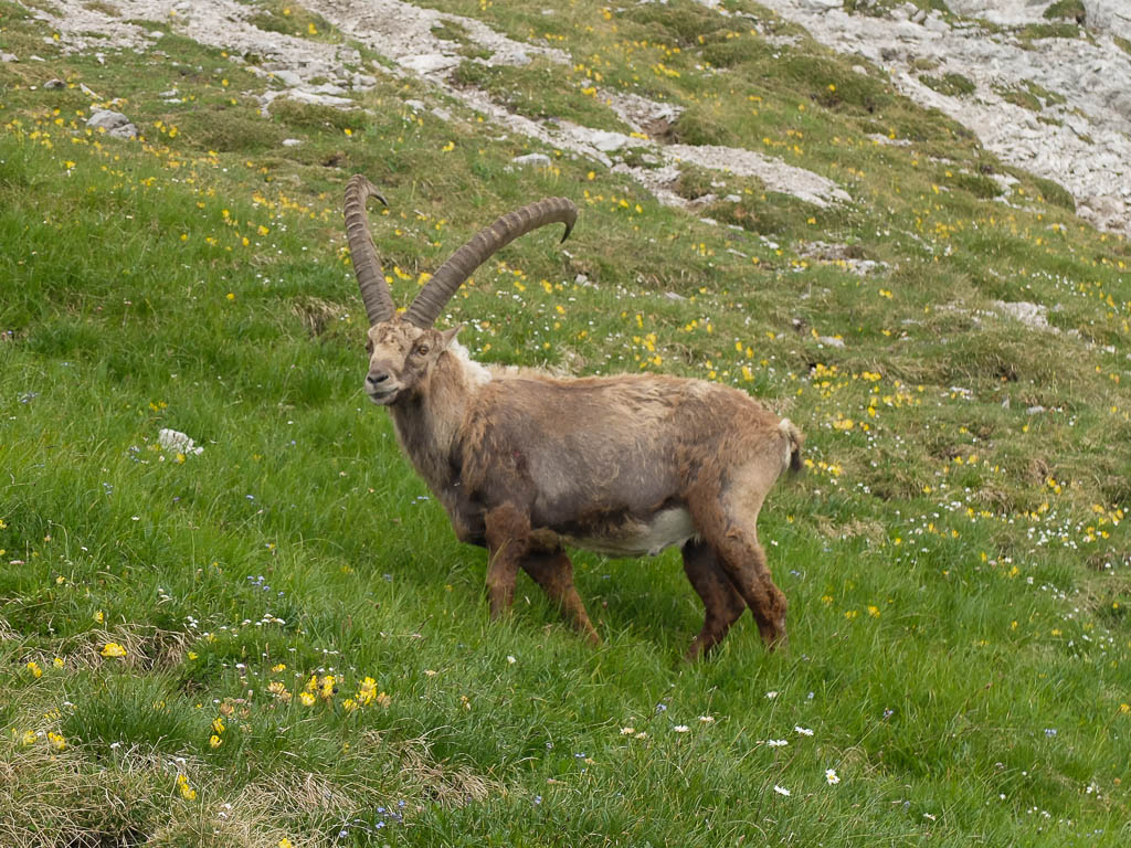 Die Botschaft des Steinbocks