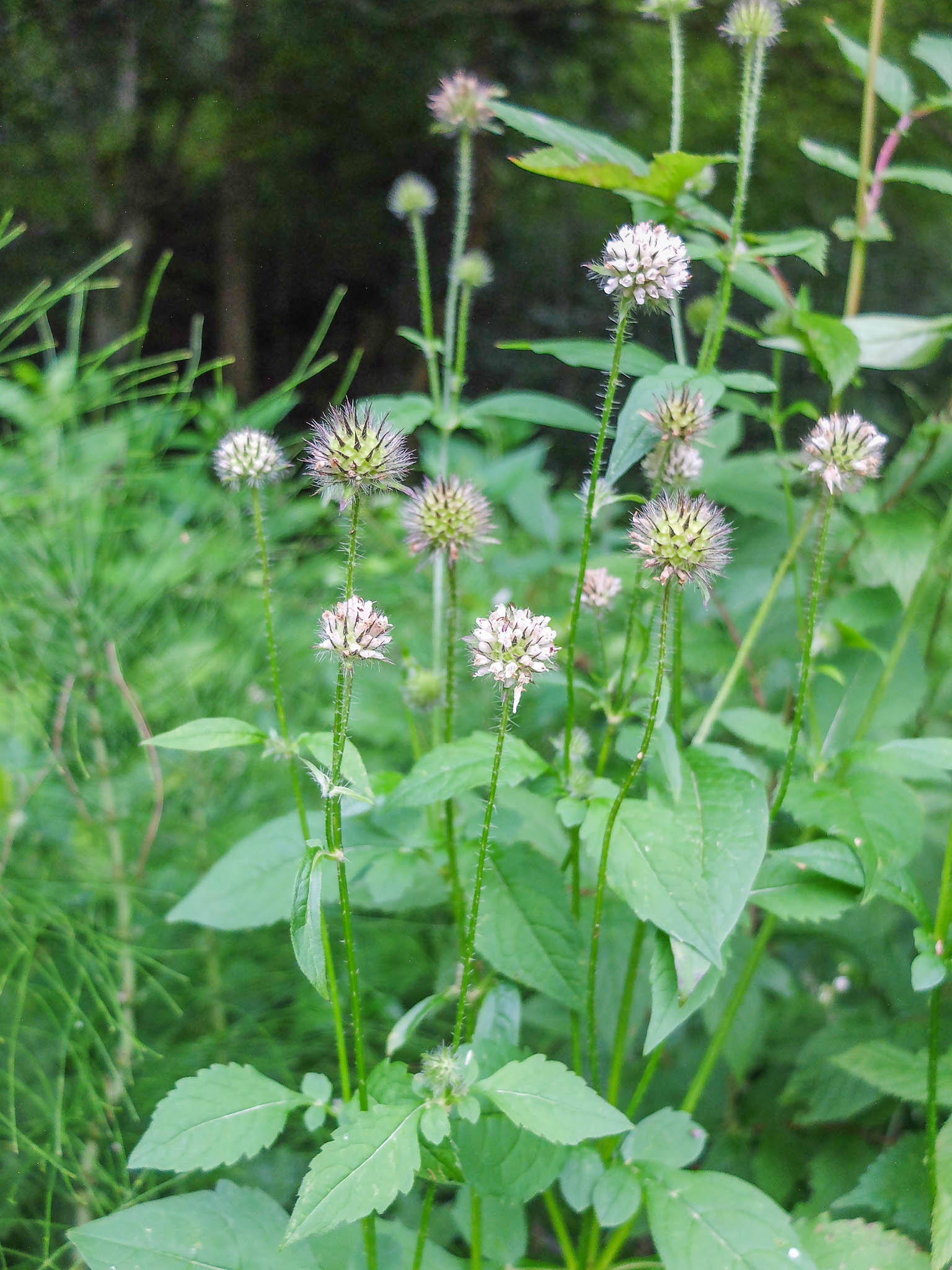 Eine Kostprobe der Behaarten Karde