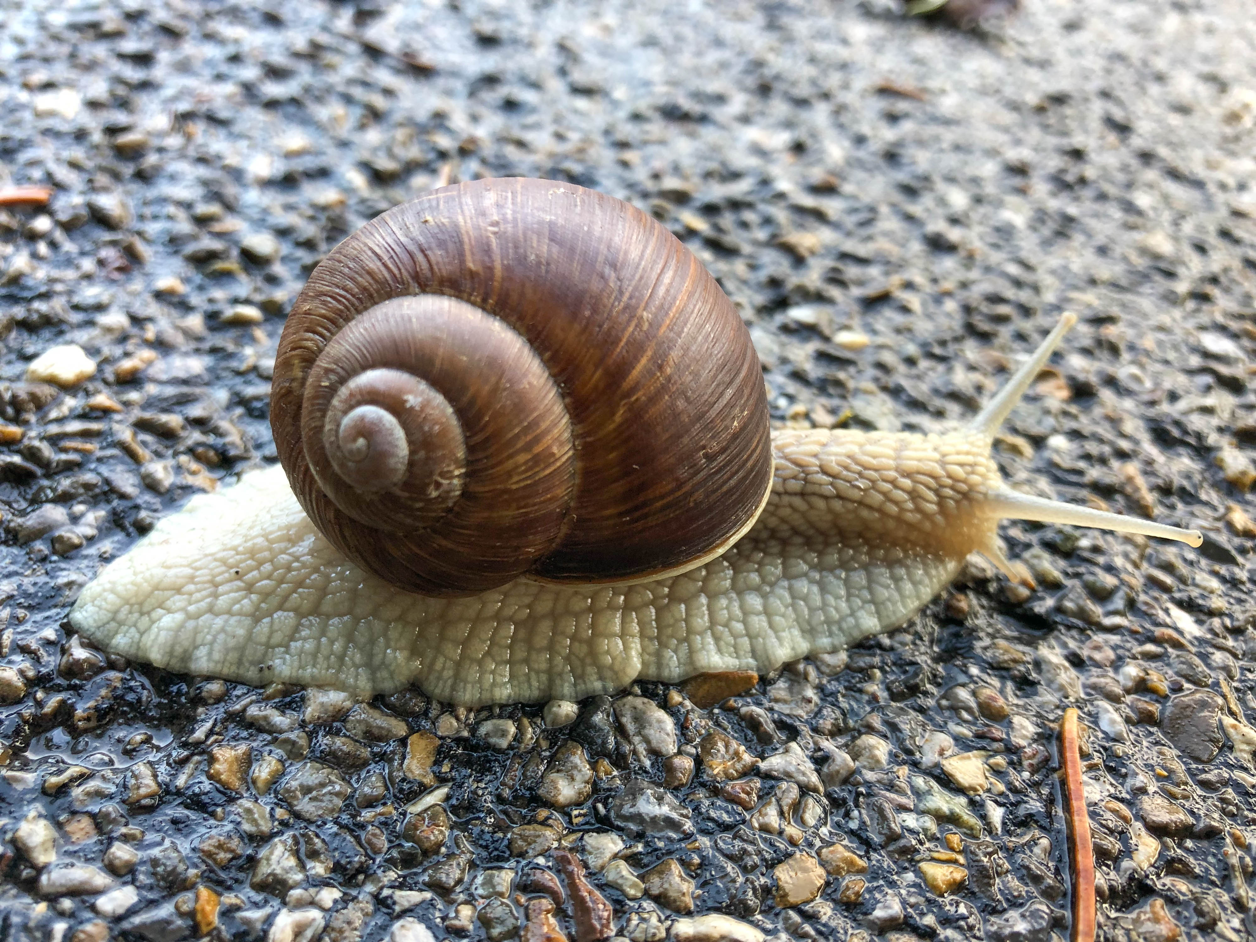 Die Botschaft der Schnecke