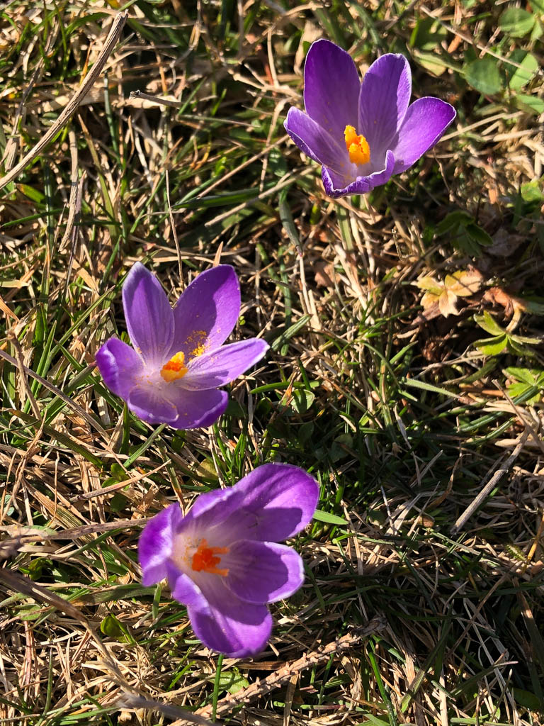 Die ersten Krokusse auf den Wiesen des Hündles