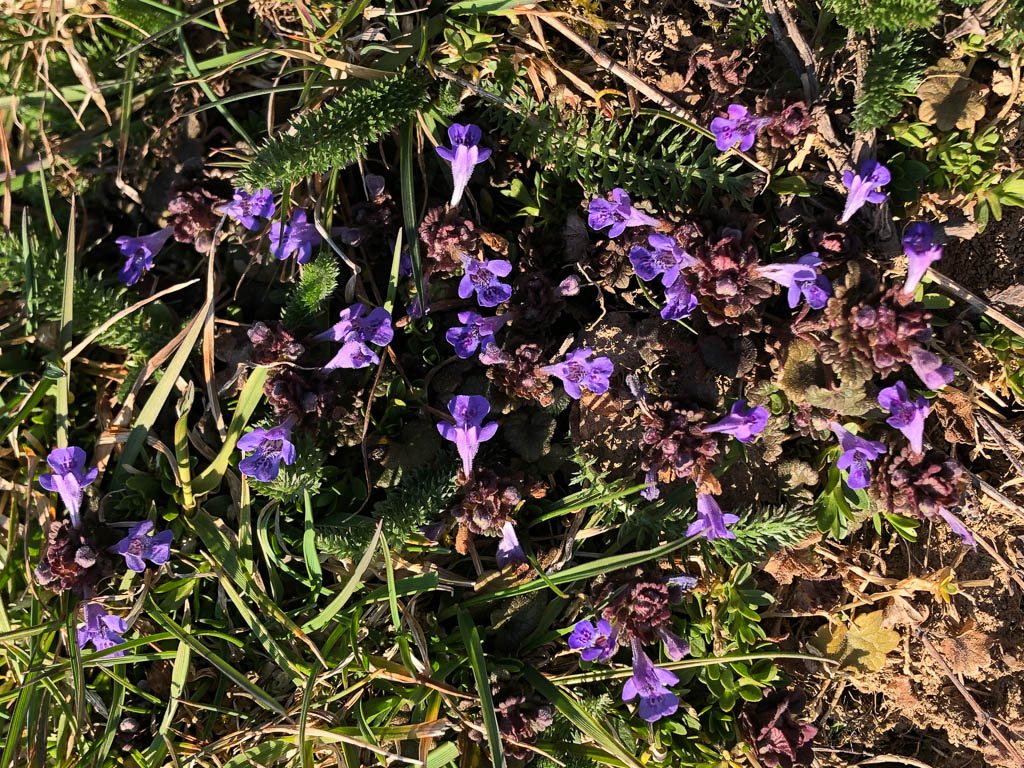 Kein Bedarf an Günsel und Gundermann