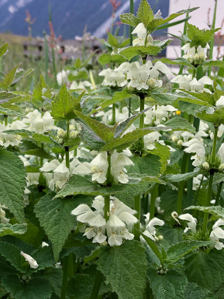 Leber und Herz vom Lamm